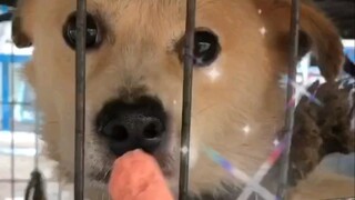 眼神逐渐温顺