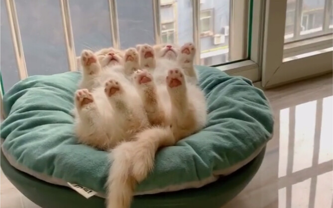 آه، زهرة بونساي بيتك أزهرت.