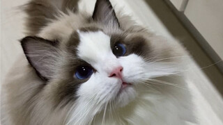 Satu video akan memberi tahu Anda seberapa besar sebenarnya kucing Ragdoll??? 【Karubin】