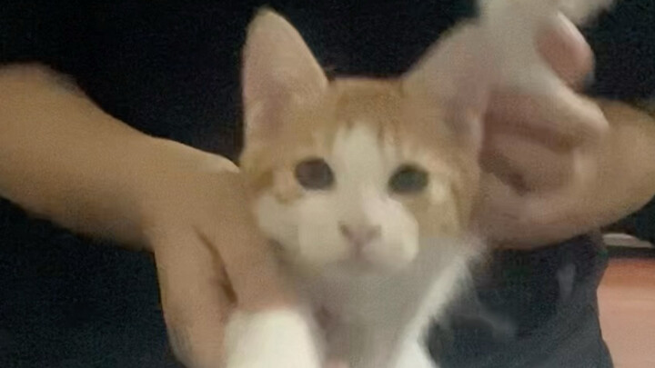 I’m a Mau-Mau; I’ve got two little paws—paws! Paws! Paws!