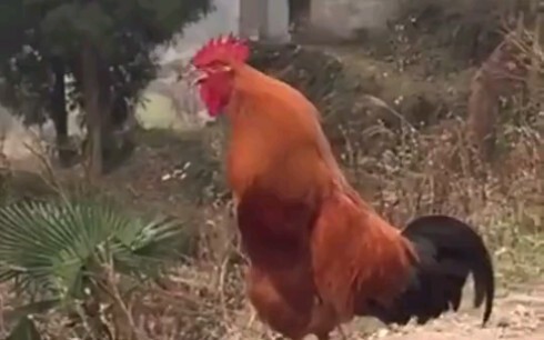 Chicken crows from different countries