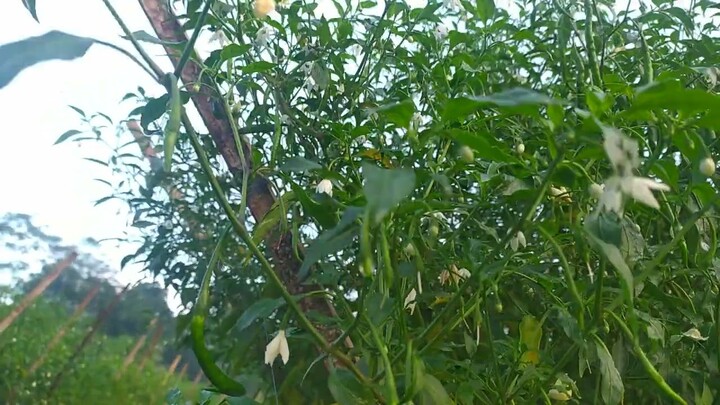 cara perlakukan tanaman cabe difase buah kedua