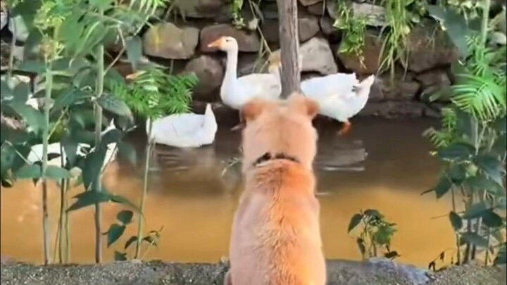 Khi chú chó hai tuổi lần đầu tiên được tự do