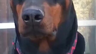 工作下的警犬