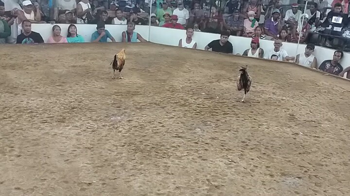 laban ng manok ko bulik left side.SJDM BULACAN