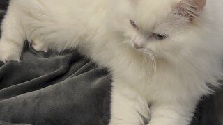 [原神_躺平]竟然还会这个
