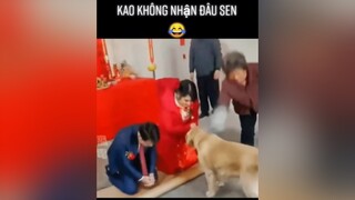 Thôi kao không dám nhận đâu sen😂pet fyp thucung yeudongvat dog foryou