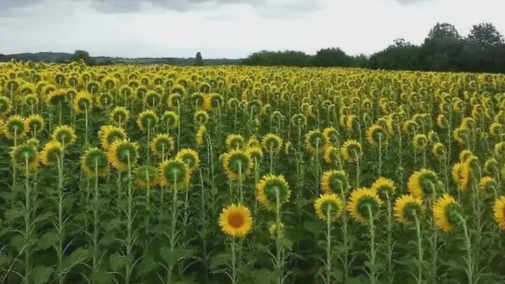 ชื่นชมภาพที่ทำให้ผู้ป่วยโรคย้ำคิดย้ำทำคลุ้มคลั่ง (ตอนที่ 2)