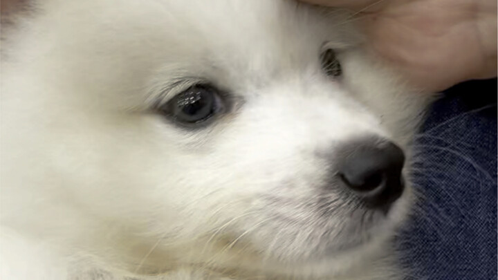 Sekali suntik dokter, si anjing langsung nangis!