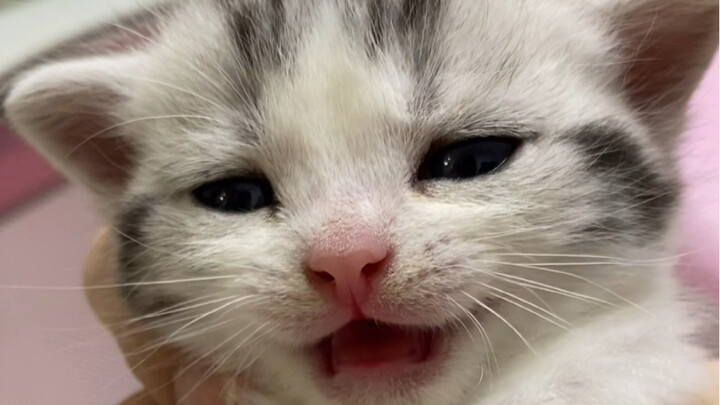 Pastikan nonton sampai akhir, suara meong si kucing kecil benar-benar bikin ketagihan!