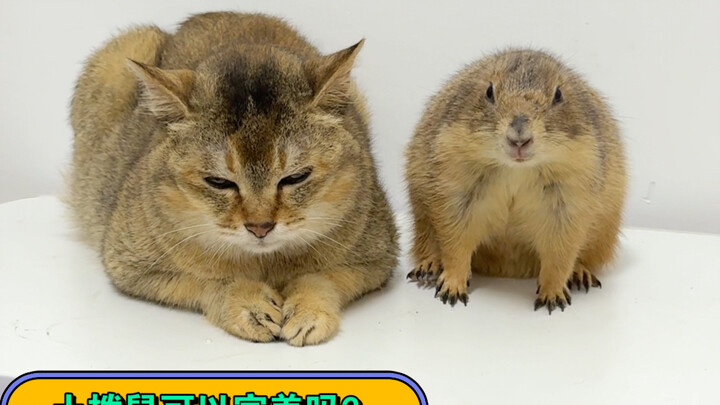 Are groundhogs really suitable as pets?