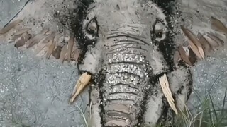 Sự cộng sinh nghệ thuật giữa động vật và thiên nhiên