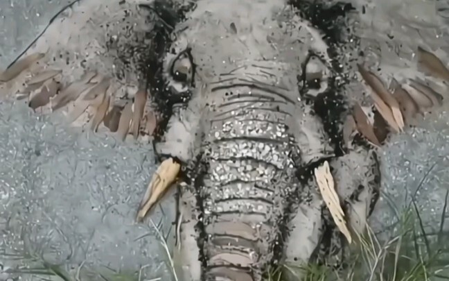 Artistic coexistence between animals and nature