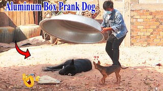 Super Huge Aluminum Box vs Prank Sleep Dogs -  try to stop laughing in 2021