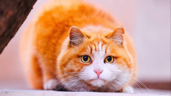 The Cats of the Forbidden City—Papa, Watching Closely and Lying in Wait