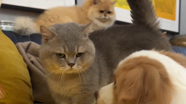 Cross-server chat struggles to match granularity.