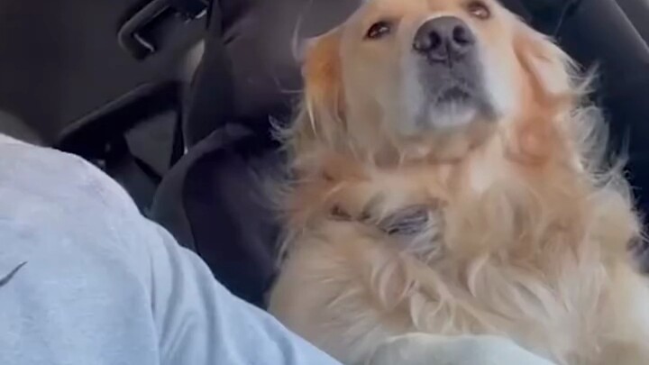 حتى لو لم تُدلِّلْكَ الحياة، فهناك كلبكِ يدلِّلك!