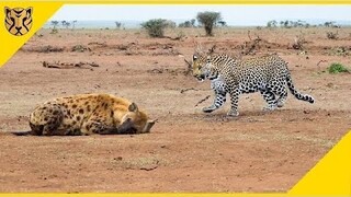 Sensasi Kejar Mengejar! Macan Tutul VS Hyena, Siapa yang Bakal Menang?