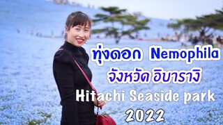 ทุ่งดอกเนโมฟีล่า ใหญ่ที่สุดในญี่ปุ่น |Hitachi seaside Park 2022