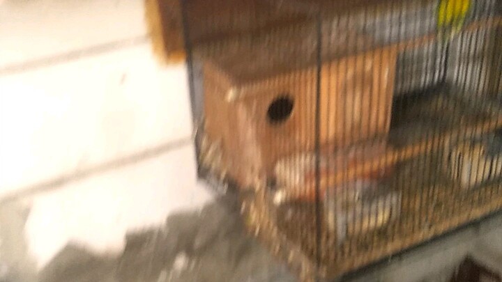 burung lucu