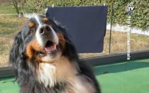 Everything You Need to Know About Bernese Mountain Dogs...