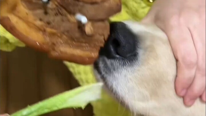 It’s just like a college student who’s been tricked into working at a factory.