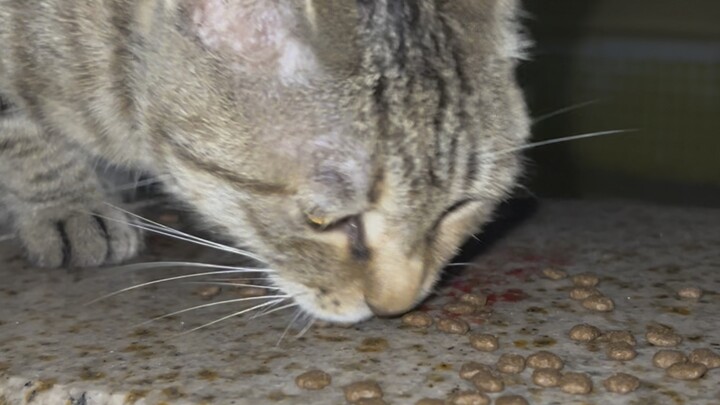 Trên đường về sau khi lấy hàng, nửa túi thức ăn mèo bị “cướp mất” rồi! Hy vọng các bé mèo đều có thể