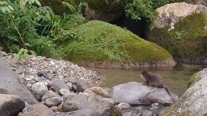 Otter Cub Lost Its Mother in Patah Mountain River