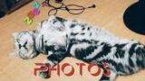 My Cat's Photos | Cat Vlog #6