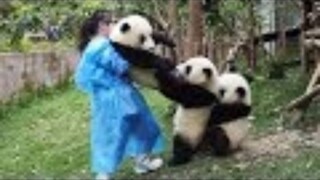 Collection of famous panda scenes