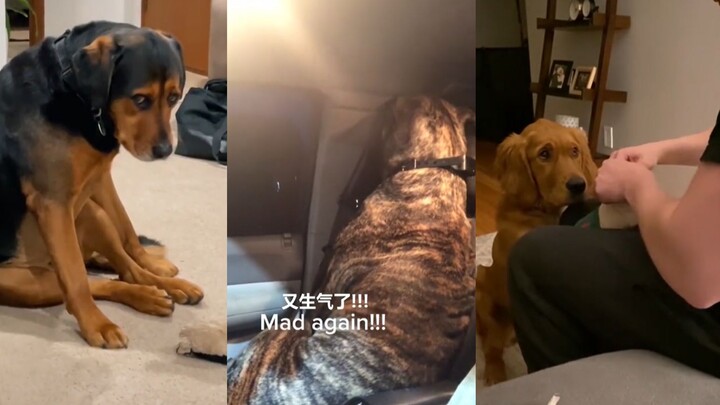 Anjing itu merasa sangat dirugikan