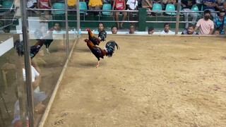 Mahusay na manok galing umilag!