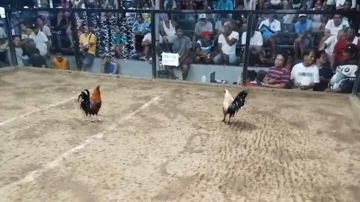 Spartan Black Grey Maestro Win