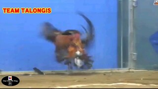 Sabong Part-45 Red Vs Red (Dikit na Laban)