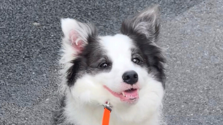 Little dog, me? I think about so much every day!