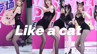 【猫步轻悄】就喜欢当小猫