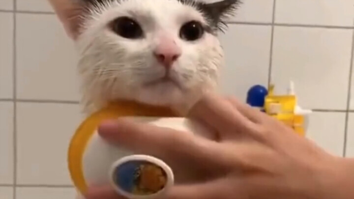 The question is: Where can you adopt such a well-behaved cat?