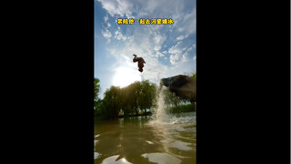 国外一位爷爷打小把小象交给孙子照顾，没想到如今倒成