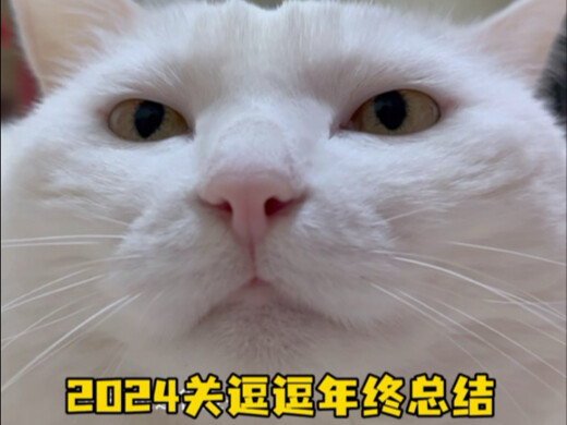 2024 is almost over! Another awesome little cat this year—let’s keep it up next year! My kitty baby 