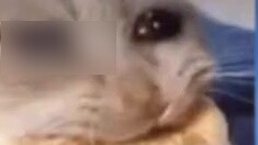 Hahaha, Tuqiu asked Bai Chunian to clarify who is the elder brother, haha. Don't you know they are n