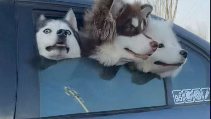 You raise a dog for a thousand days, then it’s only useful for a moment—hahahaha, this is just too m