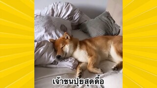 สัตว์เลี้ยงพื่อนขนปุย : เข้าขนปุยสุดดื้อ