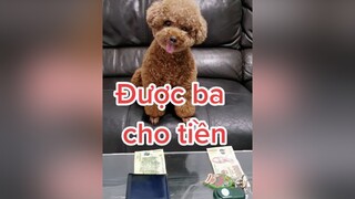 không biết bả lưỡng lự thật hay do quên bài nữa cô chú ạ 🤣 HatDe TeamHatDe Dog  dogsofttiktok 강아지 멍멍이 ThuCung DogTraining