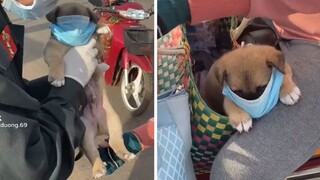 Tik Tok Chó Mèo Hài Hước Nhất Thế Giới – Thú Cưng Hài Hước - Funny Dog Tiktok Compilation Clean 2021