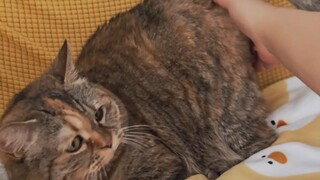 Mèo: Chạm vào nó, bạn có thể chạm vào nó.
