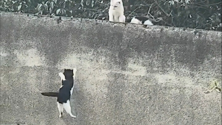 แม่แมว: ดูให้ดีนะ ฉันจะทำให้ดูแค่ครั้งเดียวเท่านั้น!