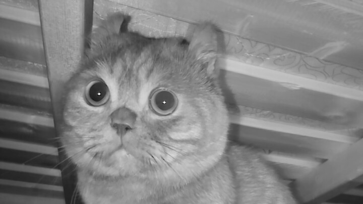 Kucing yang begitu pemalu di tengah keramaian ini, masih ada yang memeliharanya nggak? Sekarang saya