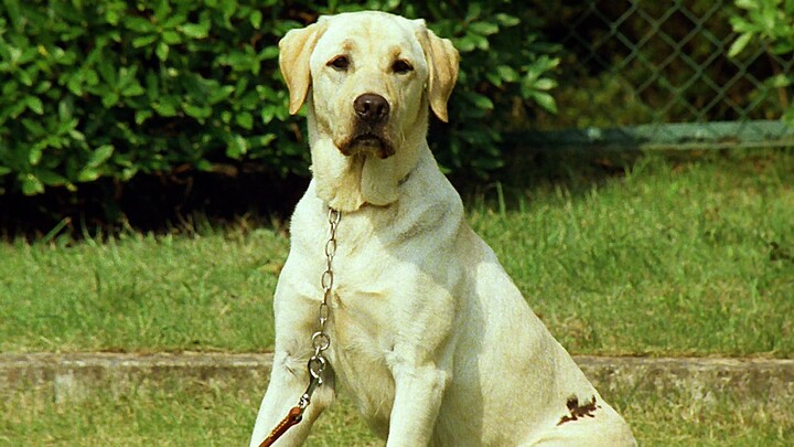 The plot may be ordinary, but it contains moments that warm your heart.