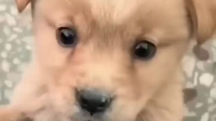 Baby dogcute puppy barking4kviralshorts (2)