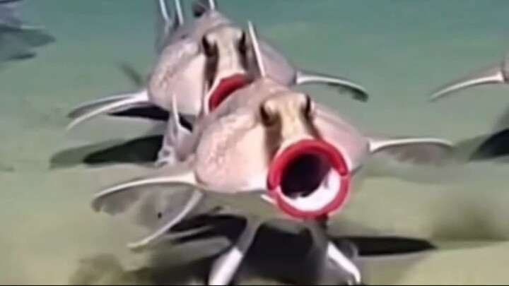 红唇蝙蝠鱼